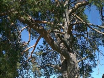 Фото правительства Архангельской области.